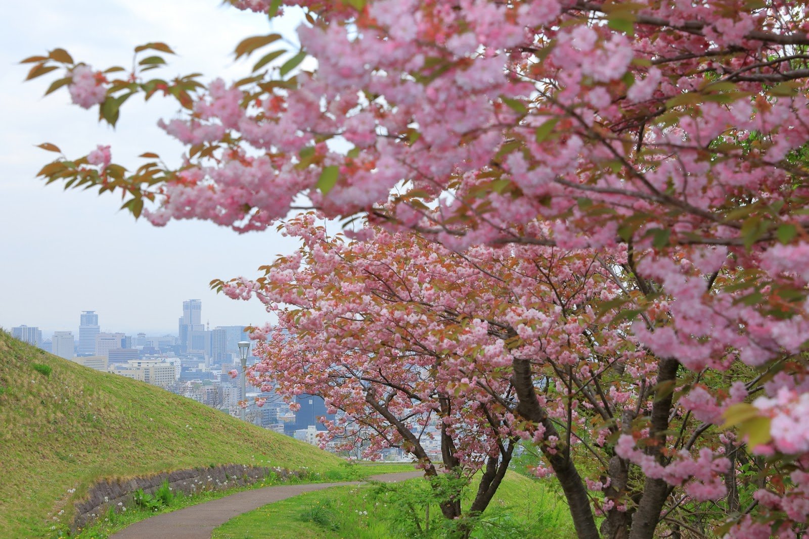 🌳 토도로키 녹지 (等々力緑地) 이미지 5